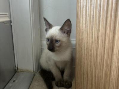 Teo - Siamese - Gallery Photo #1
