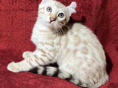 Snow Man - Bengal - Gallery Photo #1