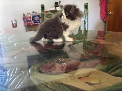 Chocolate Kitty - Persian - Gallery Photo #1