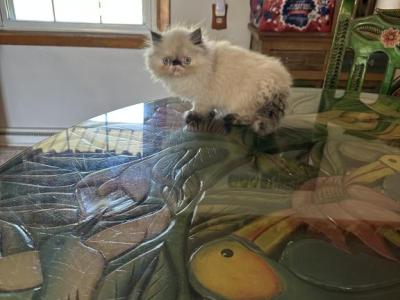 Blue Bell - Persian - Gallery Photo #1