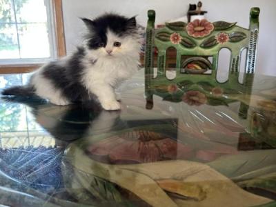 Bandit - Persian - Gallery Photo #1