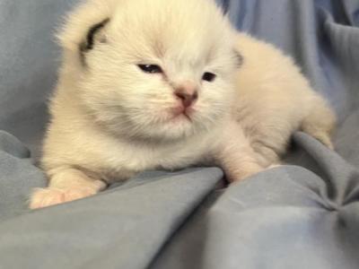 Ragdoll - Ragdoll - Gallery Photo #1
