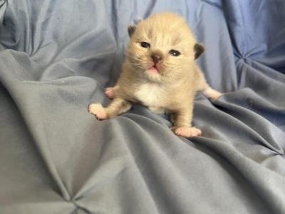 Cherubim Ragdoll Boy - Ragdoll - Gallery Photo #1