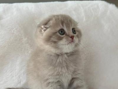 Creamer Scottish Fold Male - Scottish Fold - Gallery Photo #1