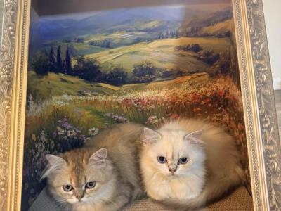 Lucky - British Shorthair - Gallery Photo #1
