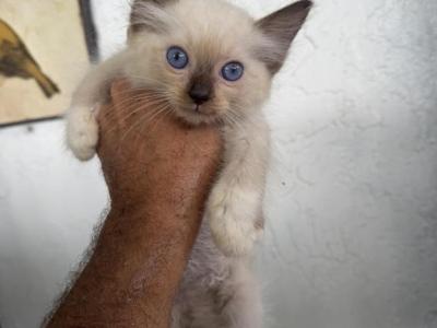 Gizmo - Ragdoll - Gallery Photo #1