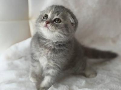Paris Scottish Fold Female - Scottish Fold - Gallery Photo #1