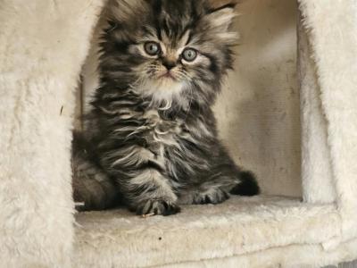 Tabby Female - Persian - Gallery Photo #1