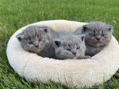 British Shorthair Kittens Available January - British Shorthair - Gallery Photo #1