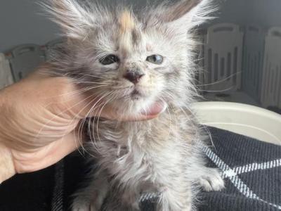 Gloria - Maine Coon - Gallery Photo #1