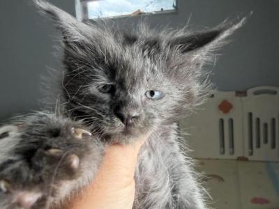 Gabby - Maine Coon - Gallery Photo #1