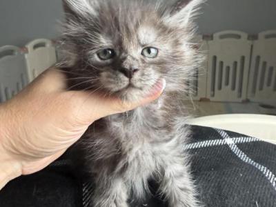 Gucci - Maine Coon - Gallery Photo #1