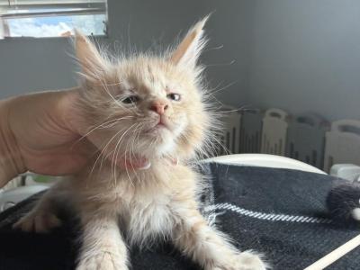 Ginger - Maine Coon - Gallery Photo #1