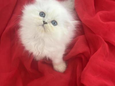 Scottish Fold Long Hair Male - Scottish Straight - Gallery Photo #1