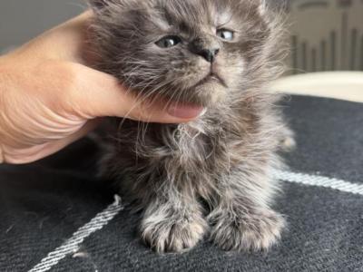 George - Maine Coon - Gallery Photo #1