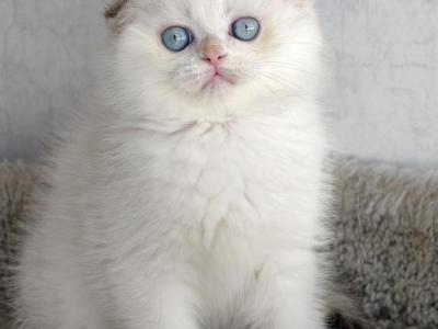 Scottish Fold White Male - Scottish Fold - Gallery Photo #1