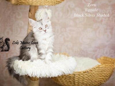 Zora - Maine Coon - Gallery Photo #1
