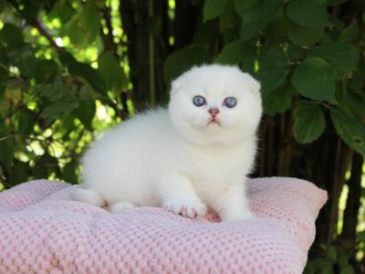 Scottish Fold Female Ns - Scottish Fold - Gallery Photo #1