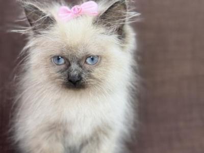 Seal Ragdoll - Ragdoll - Gallery Photo #1