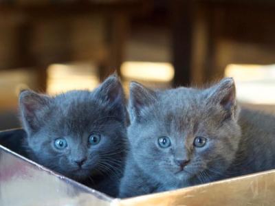 Beautiful Russian Blues - Russian Blue - Gallery Photo #1