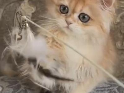 British Long Hair Golden Chinchilla - British Shorthair - Gallery Photo #1