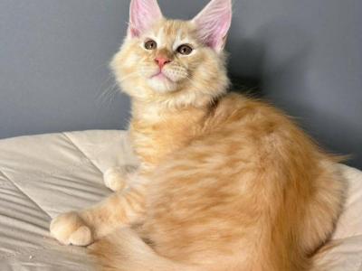 Maine Coon Red Male - Maine Coon - Gallery Photo #1