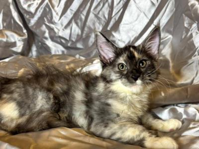 Maine Coon Tortie Female - Maine Coon - Gallery Photo #1