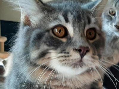 Buddy Big Male Purebred Maine Coon - Maine Coon - Gallery Photo #1