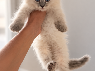 Ragamese - Ragdoll - Gallery Photo #1