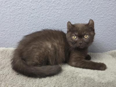 Oliver - American Curl - Gallery Photo #1
