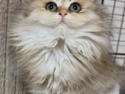 Milky - British Shorthair - Gallery Photo #1