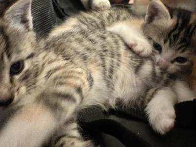 Simsim - Domestic - Gallery Photo #1