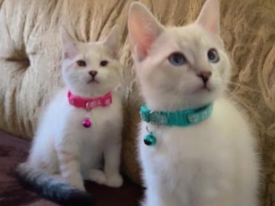 Siamese Kittens Ready For Homes - Siamese - Gallery Photo #1