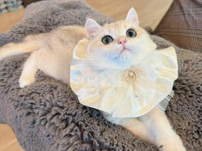 Goldie NY12 - British Shorthair - Gallery Photo #1