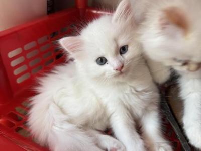 Kim - Persian - Gallery Photo #1