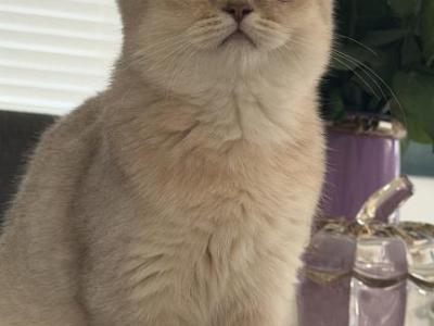 Cherry Bear Girl - British Shorthair - Gallery Photo #1