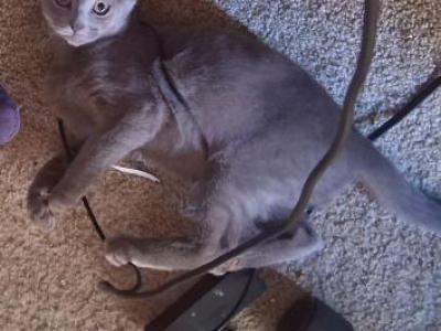 Princess - Russian Blue - Gallery Photo #1