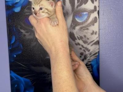 Orange Collar - Bengal - Gallery Photo #1