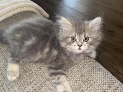 Tom - Ragamuffin - Gallery Photo #1