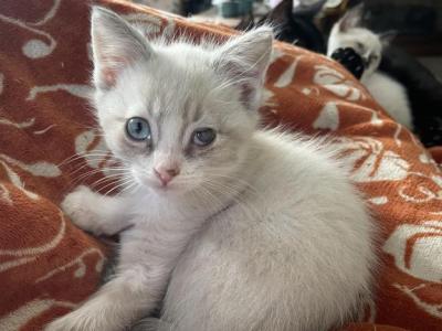 Lady - Siamese - Gallery Photo #1