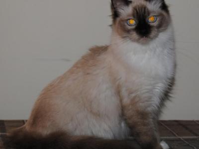 Phoebe - Ragdoll - Gallery Photo #1