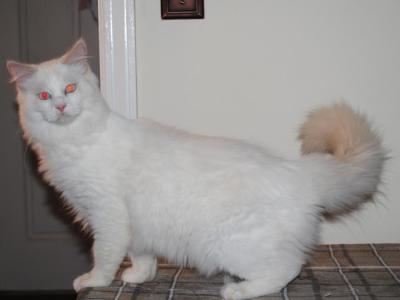 Remi - Ragdoll - Gallery Photo #1