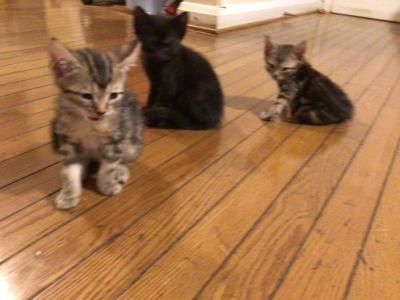 Baby Cubs - Bengal - Gallery Photo #1