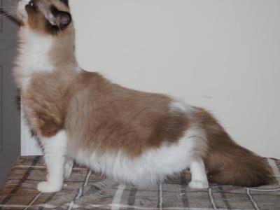 Robin Cherubim Ragdoll - Ragdoll - Gallery Photo #1