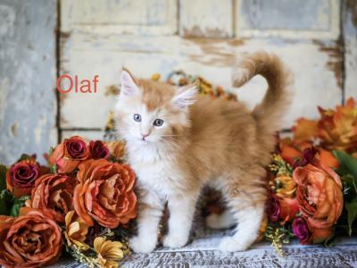 The Frozen Litter - Maine Coon - Gallery Photo #1