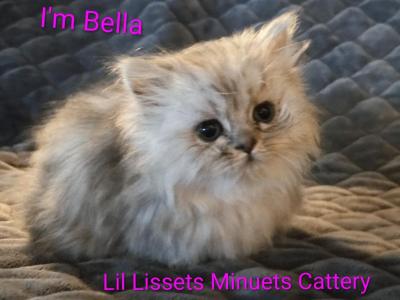 Bouji Baby - Minuet - Gallery Photo #1