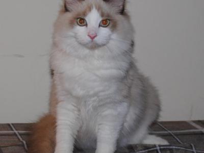 Skyler Cheribum Ragdoll - Ragdoll - Gallery Photo #1