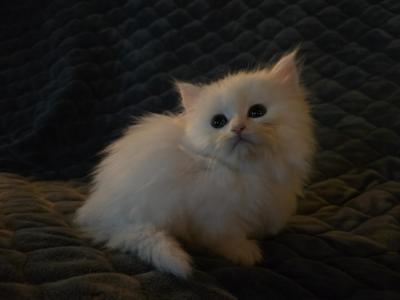 All About The Eyes - Minuet - Gallery Photo #1