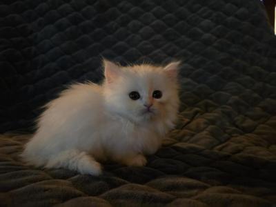 Crazy Mazy - Minuet - Gallery Photo #1