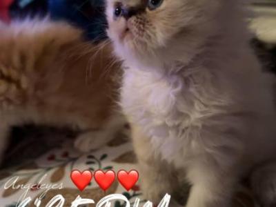 My Babies Are Growing - Persian - Gallery Photo #1